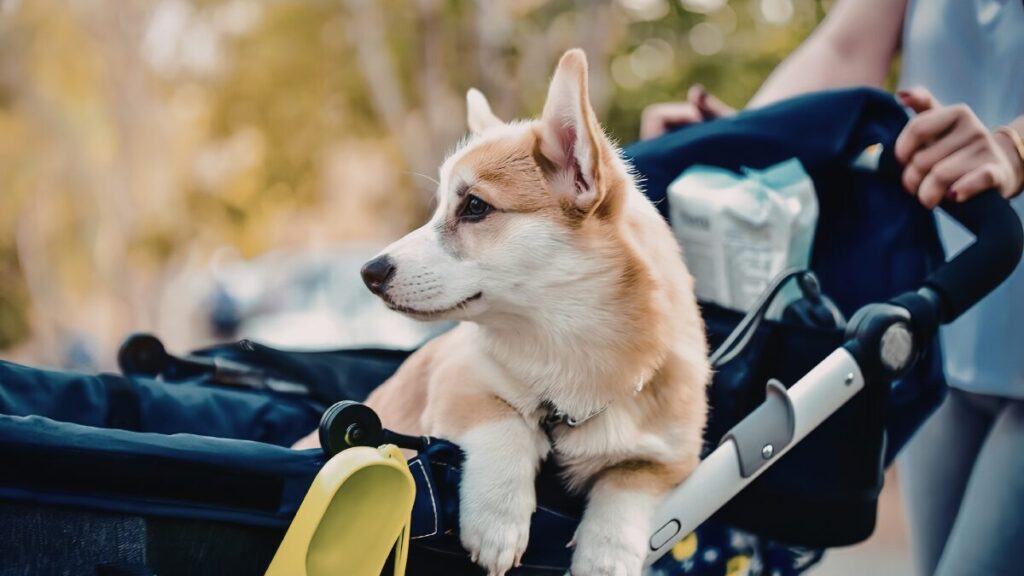 Corgi em passeio diário saudável