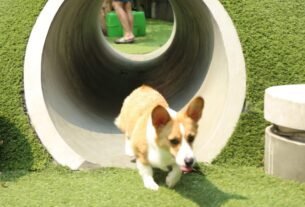 Corgi filhote Welsh Corgi Pembroke brincando