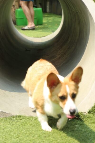 Corgi filhote Welsh Corgi Pembroke brincando