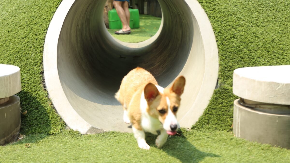 Corgi filhote Welsh Corgi Pembroke brincando