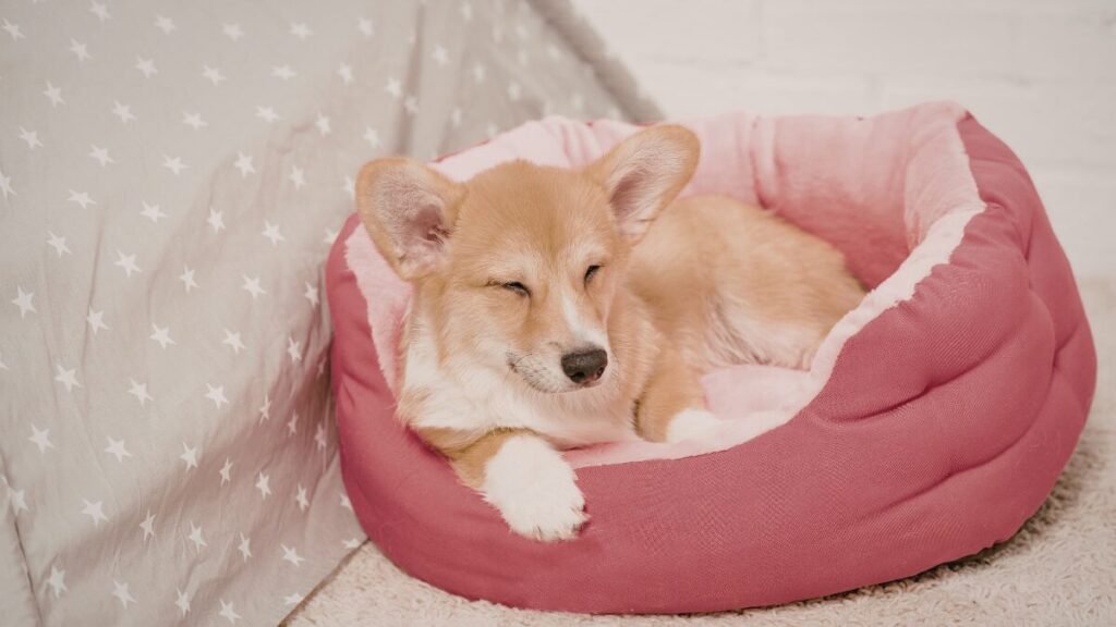 Corgi filhote aprendendo comandos