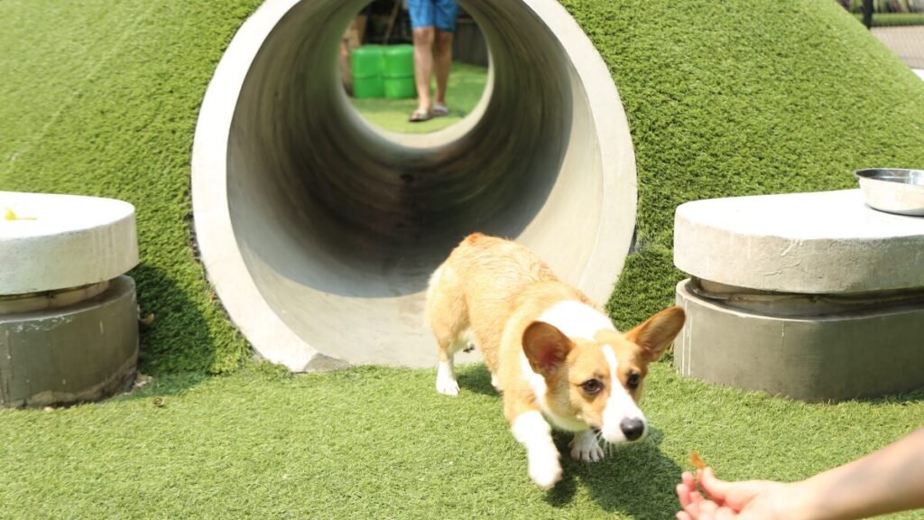 Corgi filhote brincando em casa