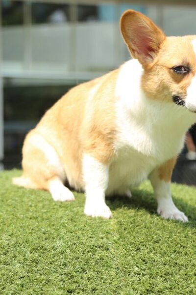 Corgi filhote rotina saudável