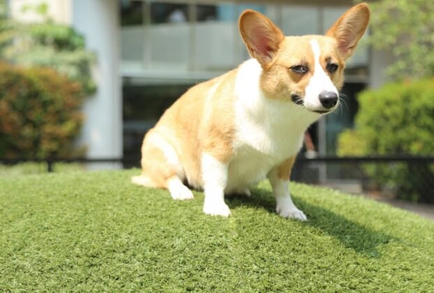 Corgi filhote rotina saudável