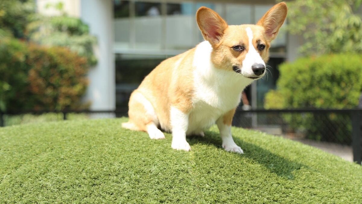 Corgi filhote rotina saudável