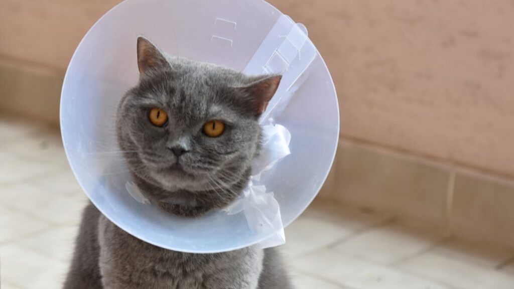 Cuidados Gatos Castrados repouso após cirurgia