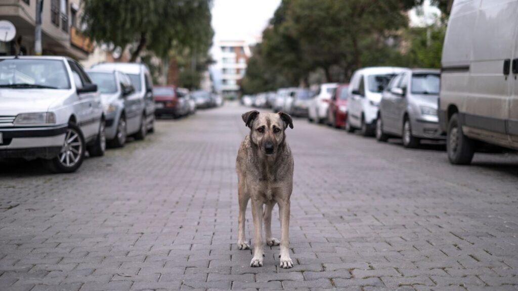 Dia do Cachorro de Rua Uma data importante