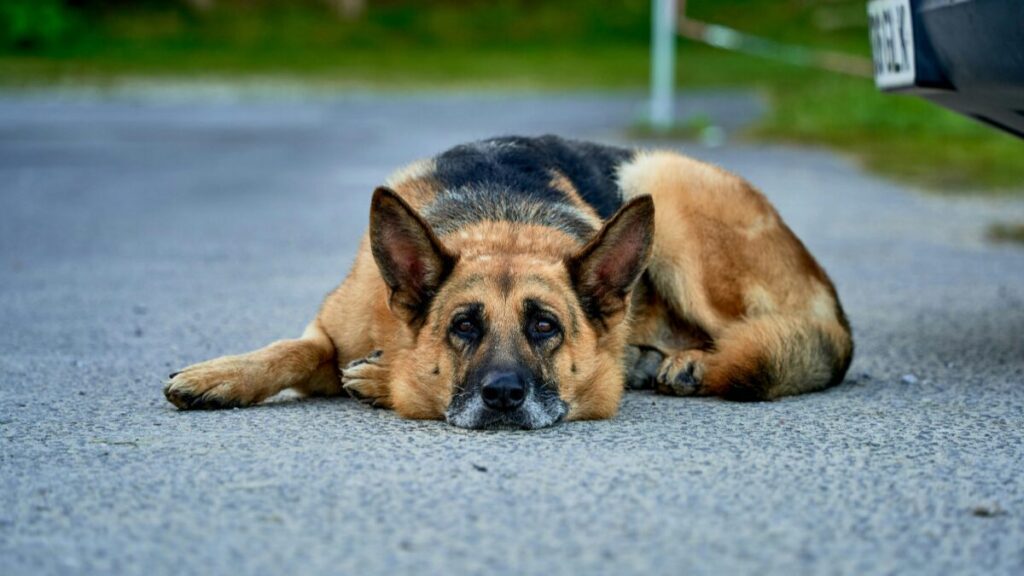 Dia do Cachorro de Rua Uma data importante