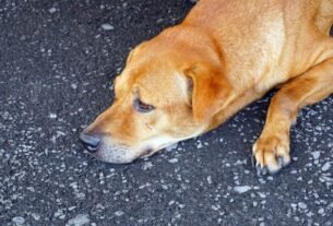 Dia do Cachorro de Rua Uma data importante