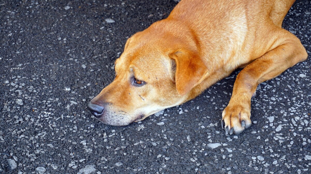 Dia do Cachorro de Rua Uma data importante
