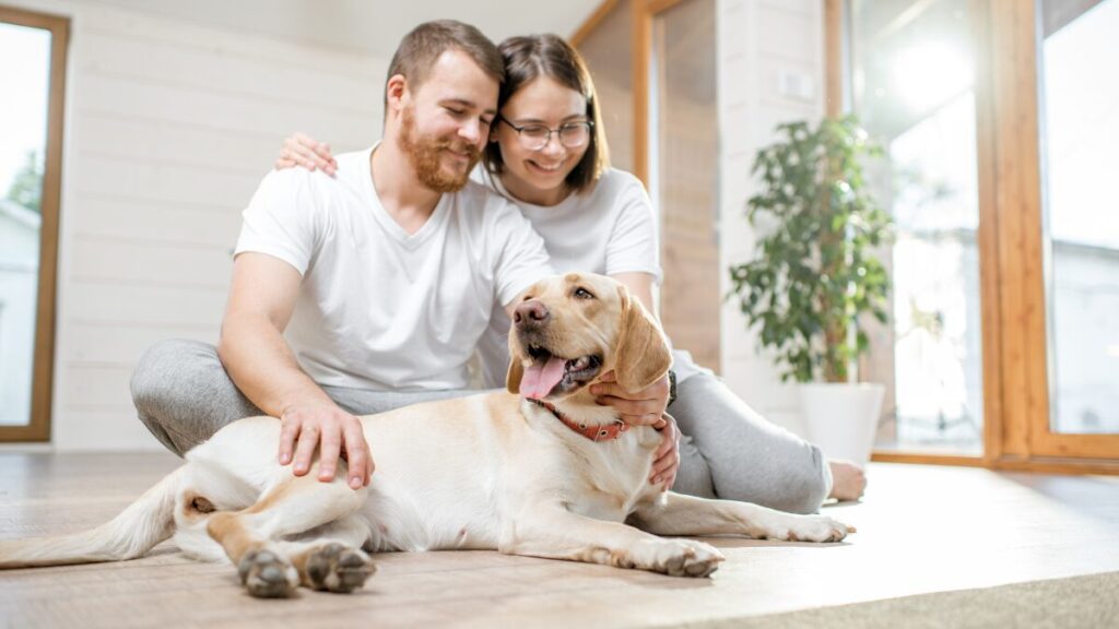 Faltar o trabalho para cuidar de animais