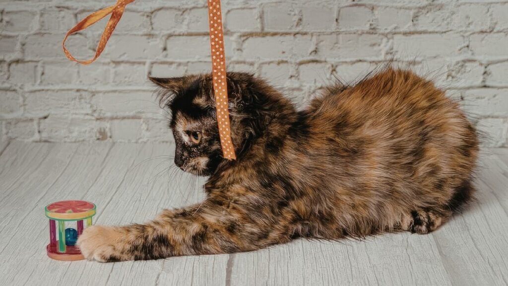 Gato brincando sozinho com brinquedo interativo
