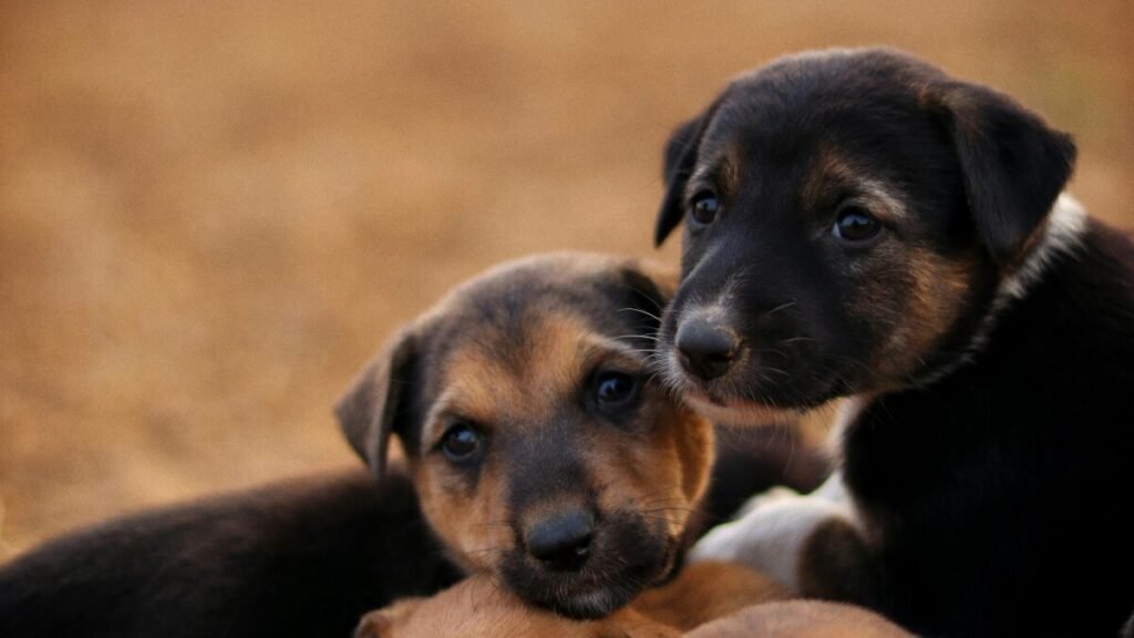 Gatos Filhotes Como Cuidar de Gatos Filhotes Sem a Mãe 