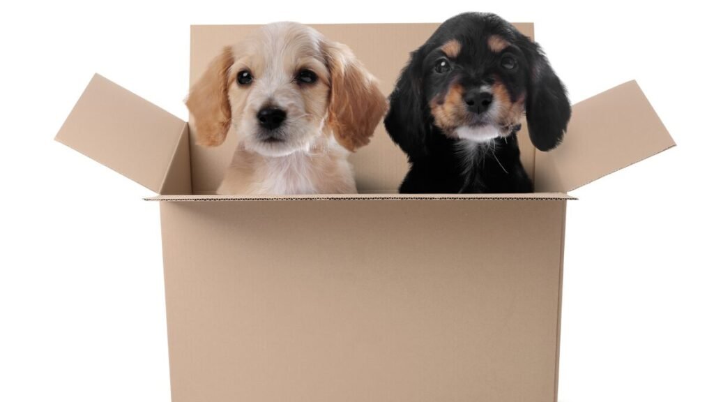 Gatos Filhotes Como Cuidar de Gatos Filhotes Sem a Mãe 