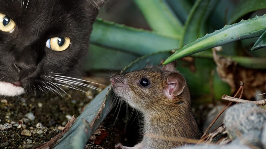 Gatos comem ratos mito ou verdade