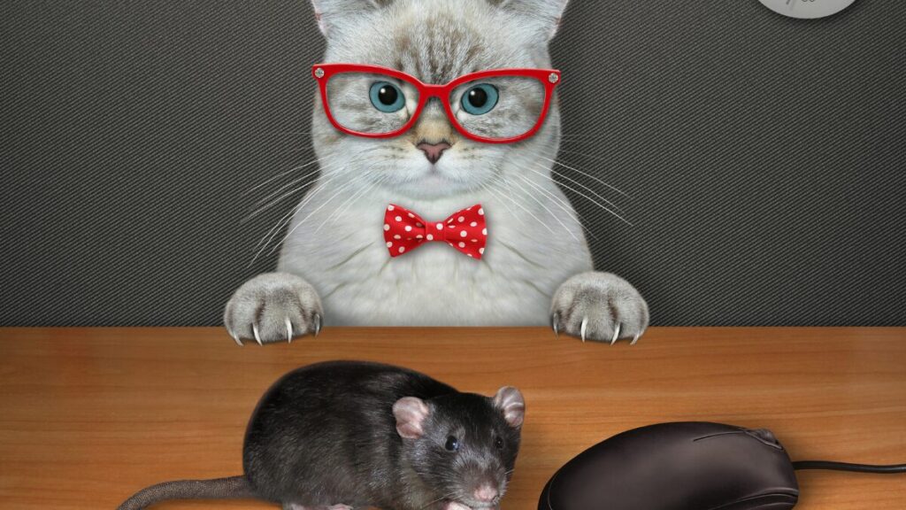 Gatos comem ratos mito ou verdade