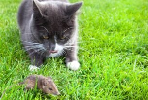 Gatos comem ratos mito ou verdade