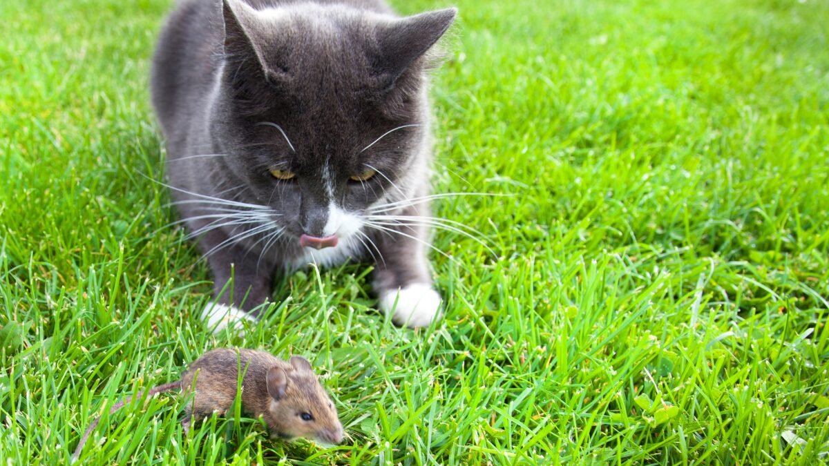 Gatos comem ratos mito ou verdade