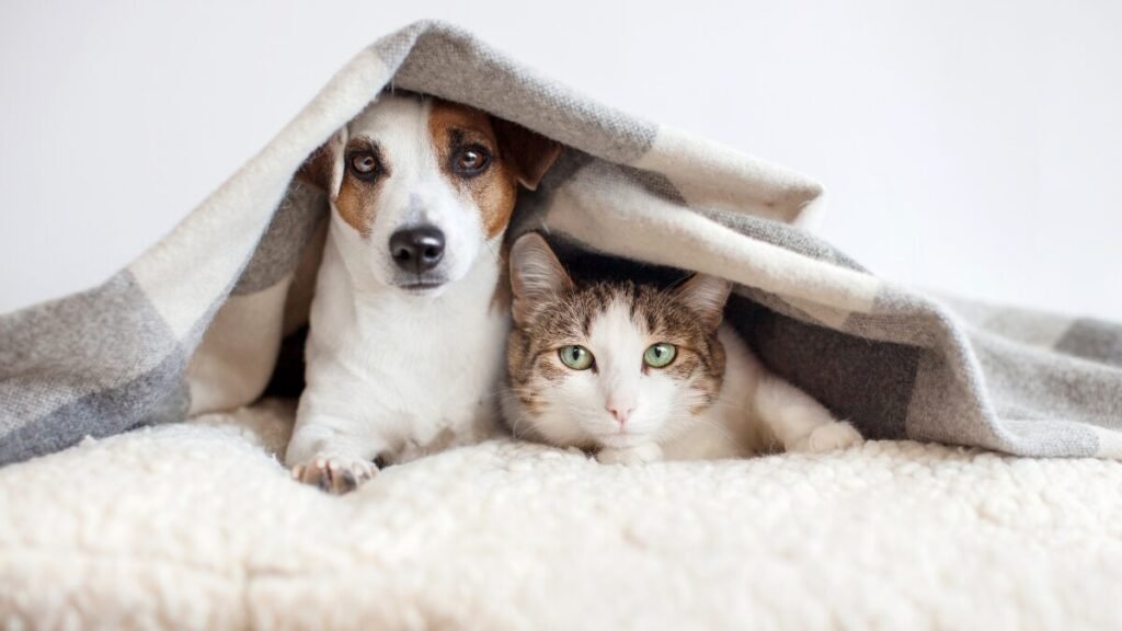 Guarda Compartilhada de Pet Nova lei