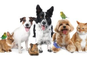 Guarda Compartilhada de Pet Nova lei