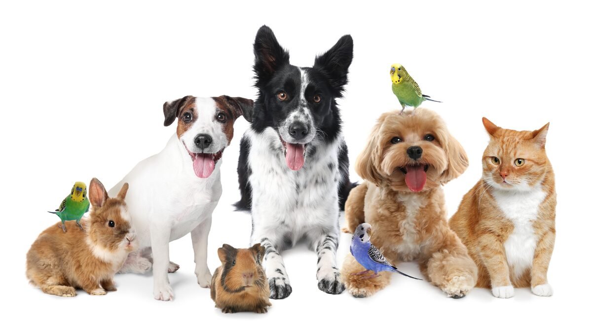 Guarda Compartilhada de Pet Nova lei