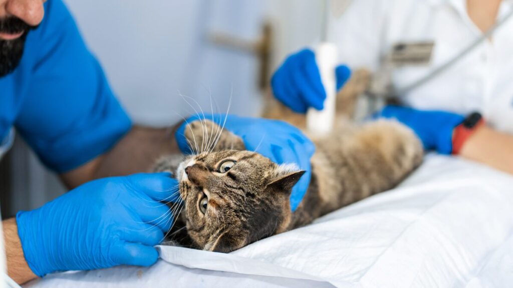 Pode abacate para gatos alternativa segura de enriquecimento