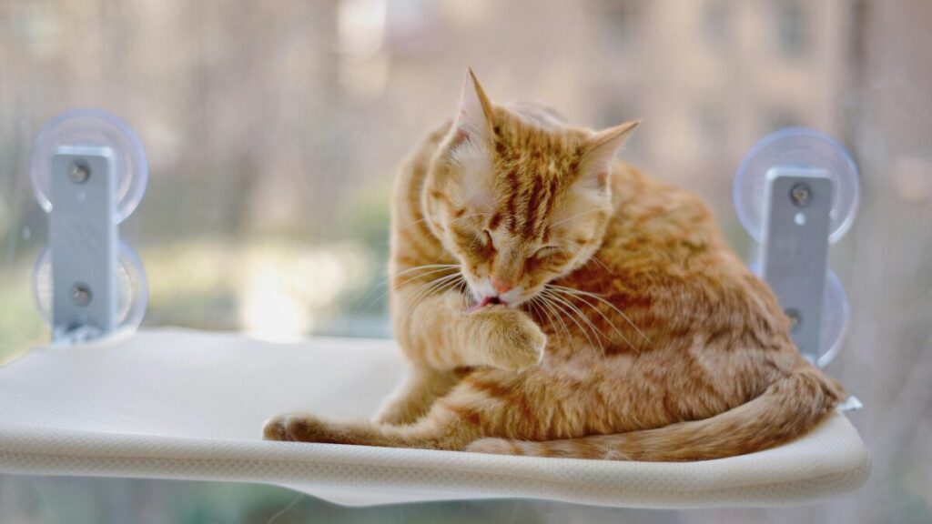 Pode abacate para gatos sinais de alerta após ingestão