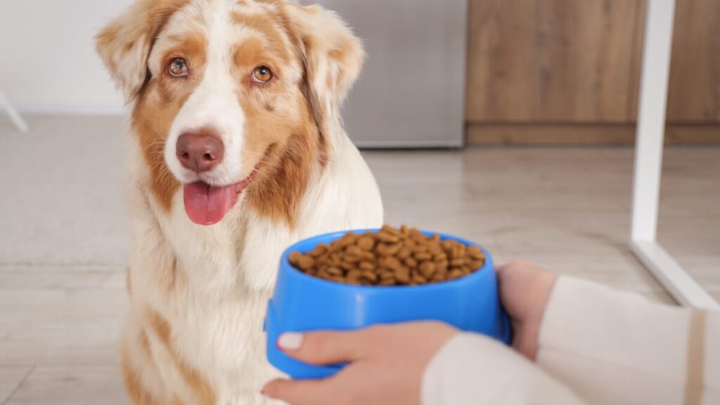 Precisa saber antes de ter um pet e rotina diária