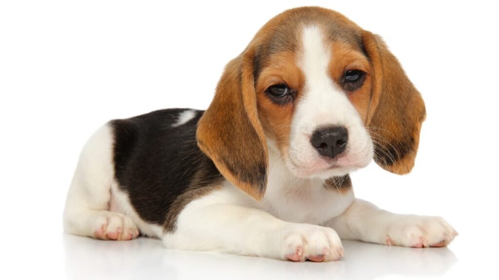 Quantos dias o cachorro pode ser separado da mãe?