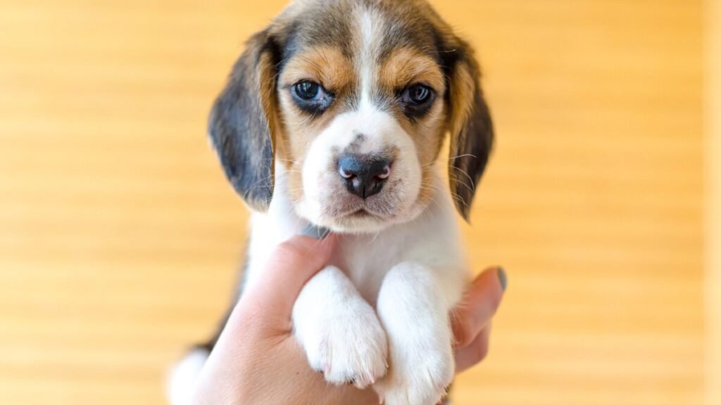 Quantos dias o cachorro pode ser separado da mãe?