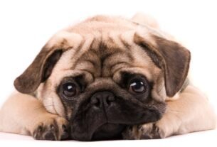 Quantos dias o cachorro pode ser separado da mãe?