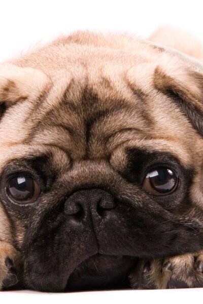 Quantos dias o cachorro pode ser separado da mãe?