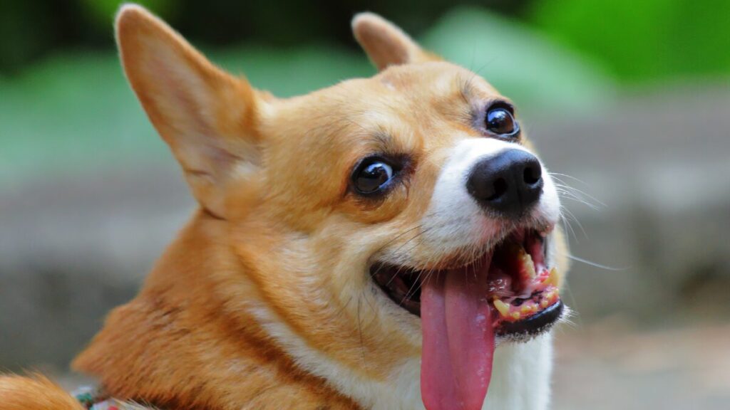 Raça Corgi no Brasil