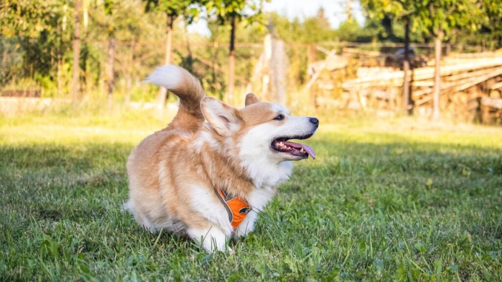 Raça Corgi no Brasil
