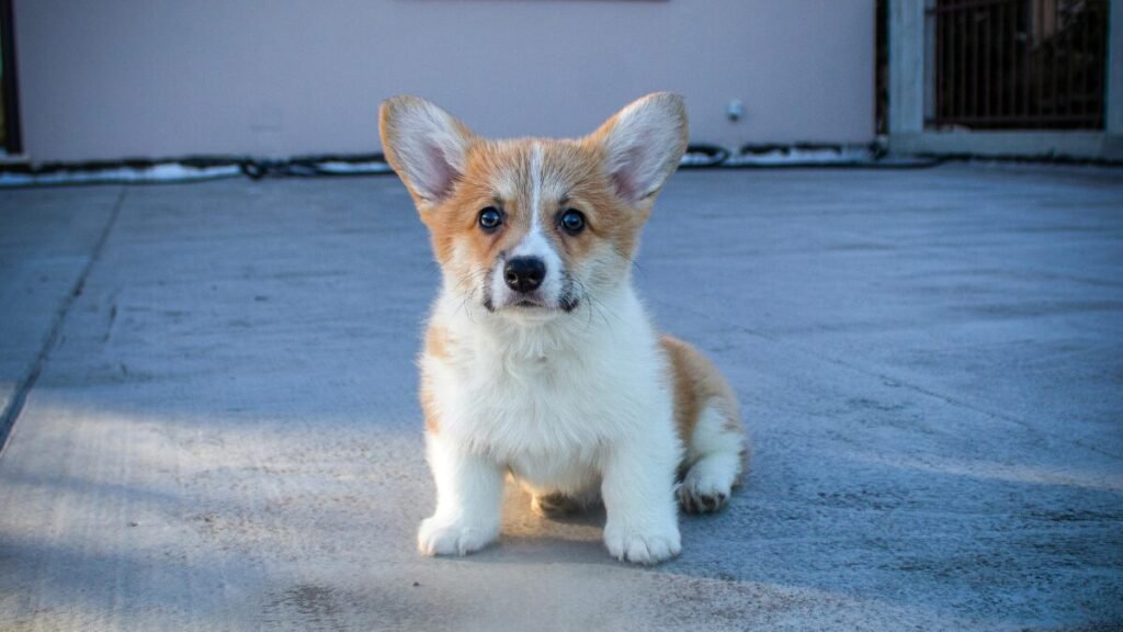 Raça Corgi no Brasil
