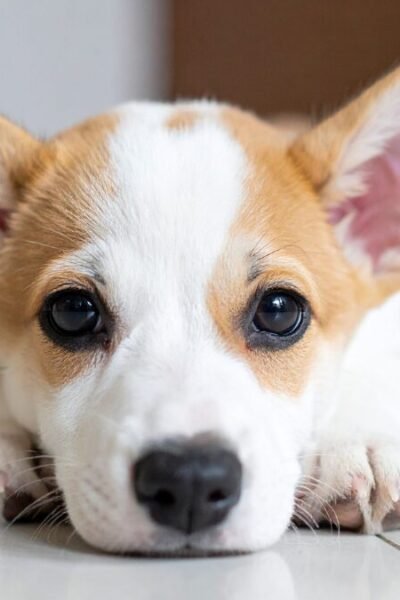 Raça Corgi no Brasil