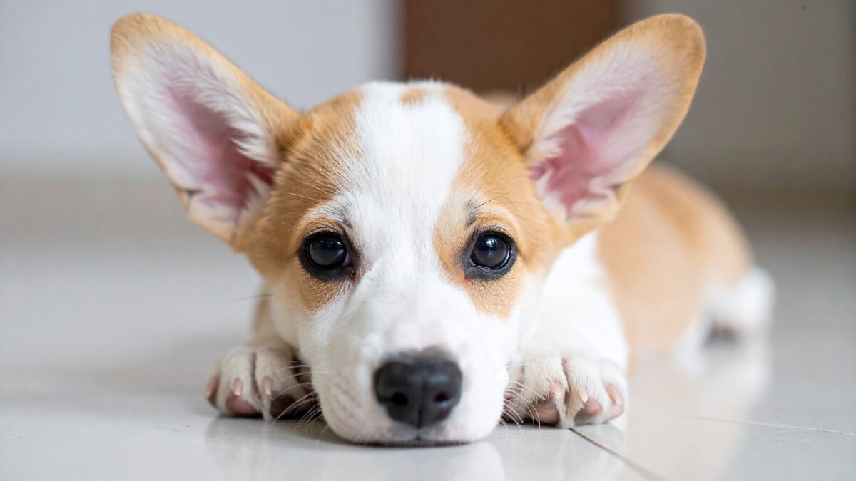 Raça Corgi no Brasil