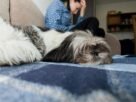 Shih Tzu não Quer tomar banho e precisa de calma