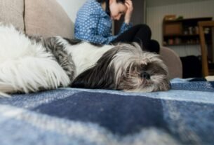 Shih Tzu não Quer tomar banho e precisa de calma