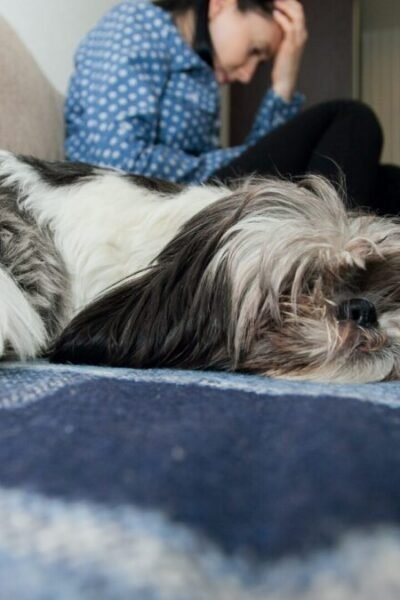 Shih Tzu não Quer tomar banho e precisa de calma