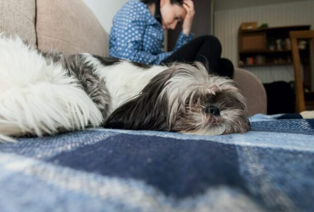 Shih Tzu não Quer tomar banho e precisa de calma