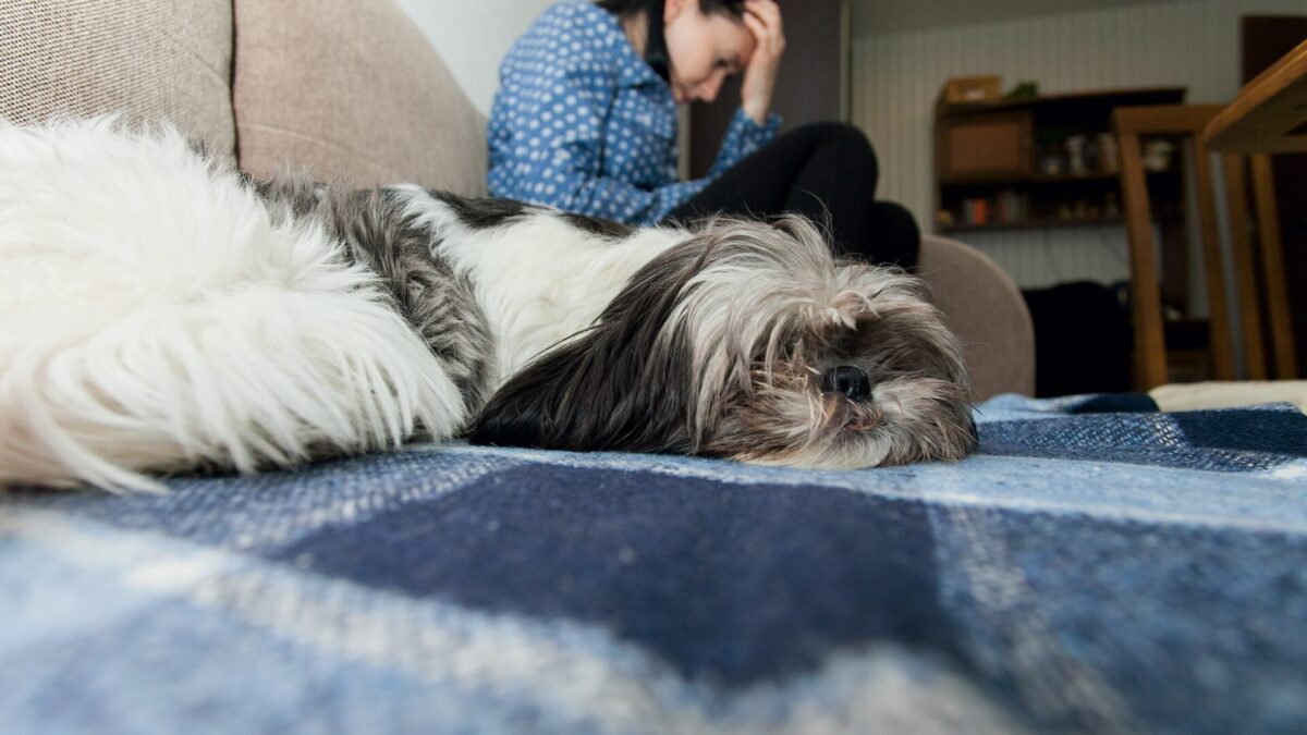 Shih Tzu não Quer tomar banho e precisa de calma