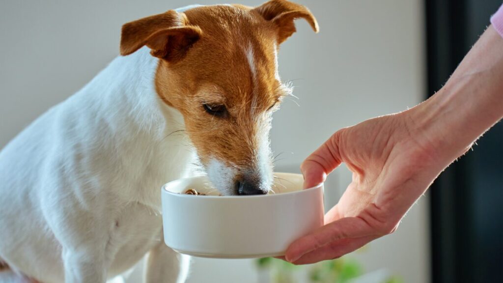 cachorros não devem comer acarajé 