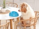 cachorros não devem comer acarajé na mesa