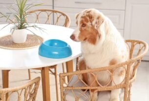 cachorros não devem comer acarajé na mesa