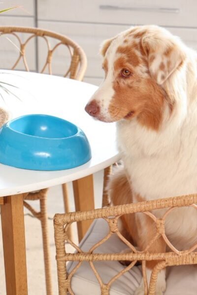 cachorros não devem comer acarajé na mesa