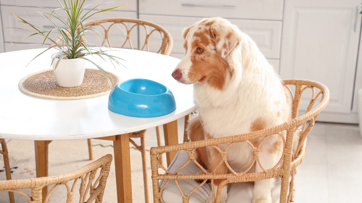 cachorros não devem comer acarajé na mesa