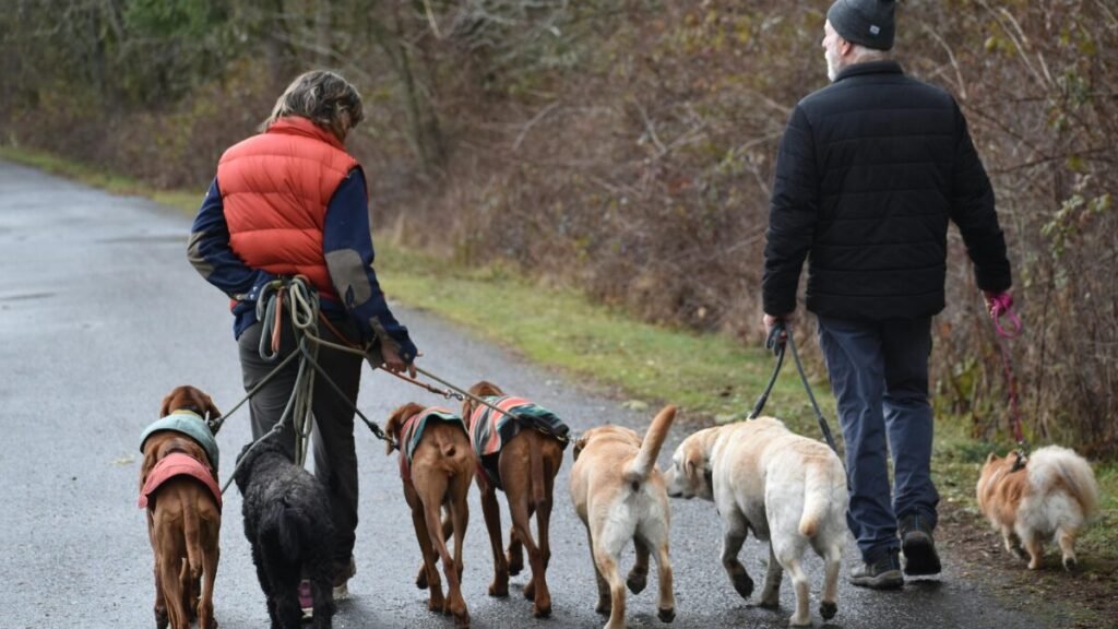 cuidar do pet com a rotina corrida com passeio diário