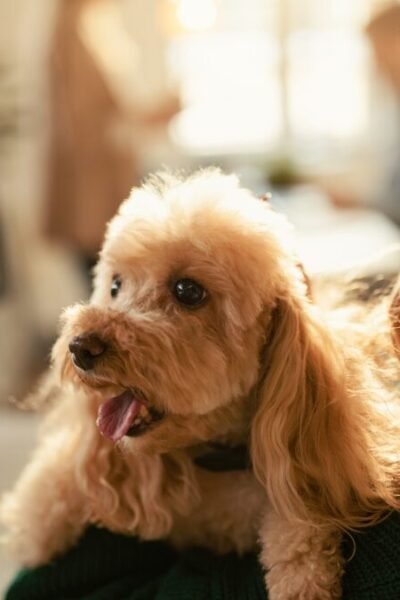 cuidar do pet com a rotina corrida em casa