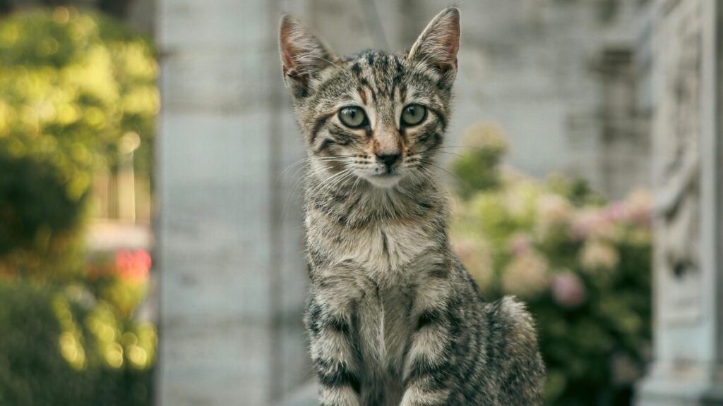 gato em sua vida mudando a rotina